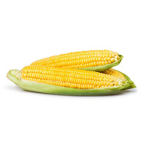 Corn Sweet Cob
