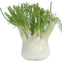 Fresh Fennel