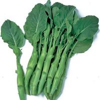 Chinese Broccoli (Bunch)