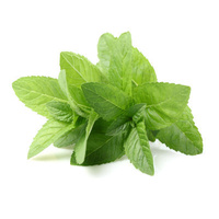 Mint Fresh (Bunch)