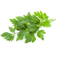 Parsley Italian (Flat leaf)