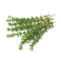 Fresh Thyme