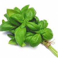 Basil Fresh (Bunch)