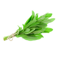 Fresh Sage