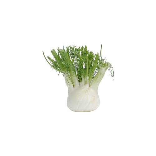 Fresh Fennel
